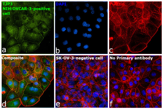 ZO-3 Antibody