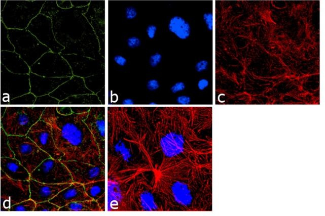 ZO-3 Antibody in Immunocytochemistry (ICC/IF)