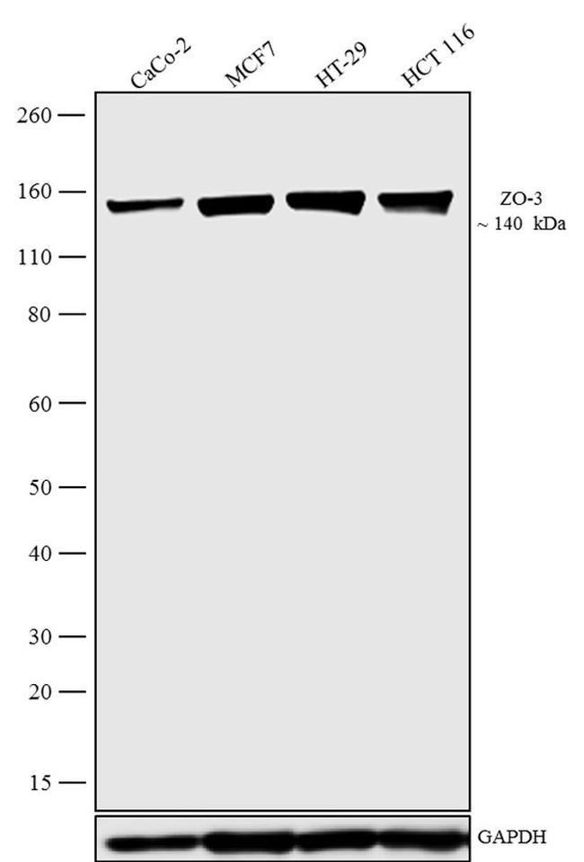 ZO-3 Antibody in Western Blot (WB)