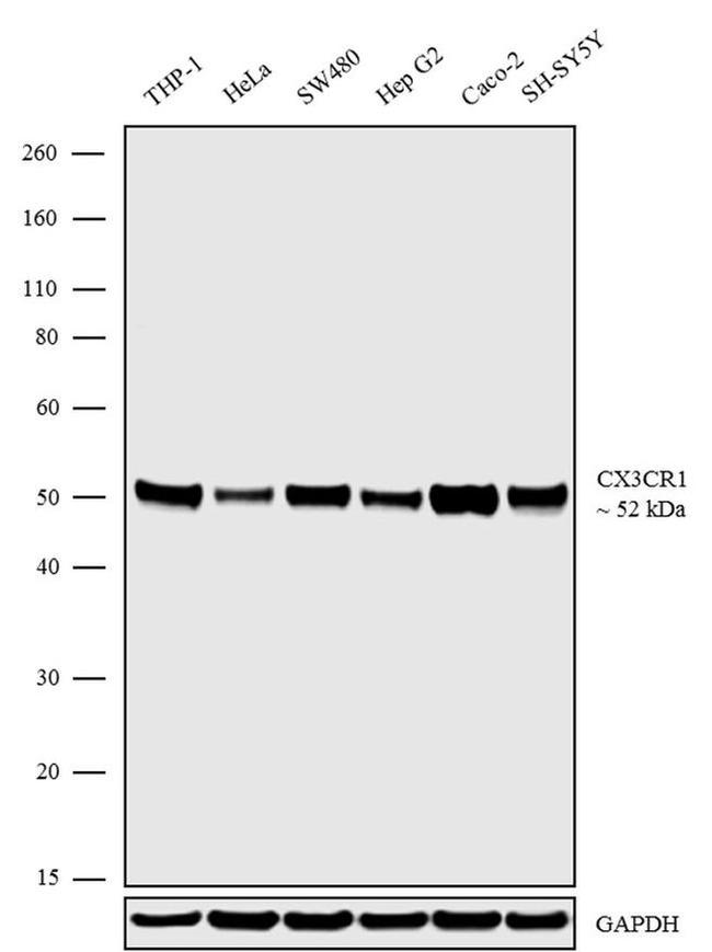 CX3CR1 Antibody in Western Blot (WB)