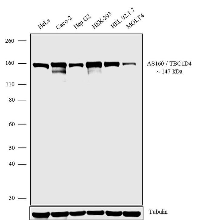 AS160 Antibody in Western Blot (WB)