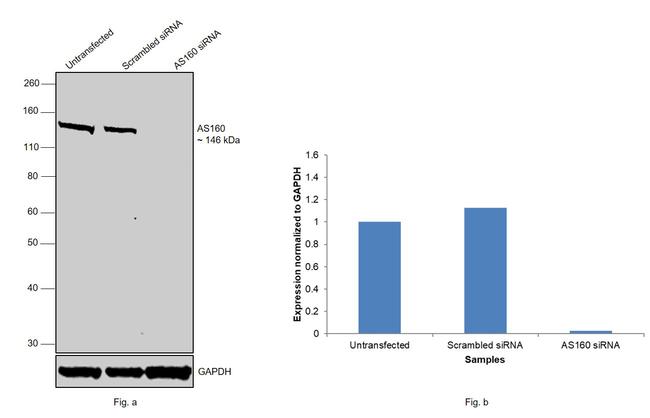 AS160 Antibody in Western Blot (WB)