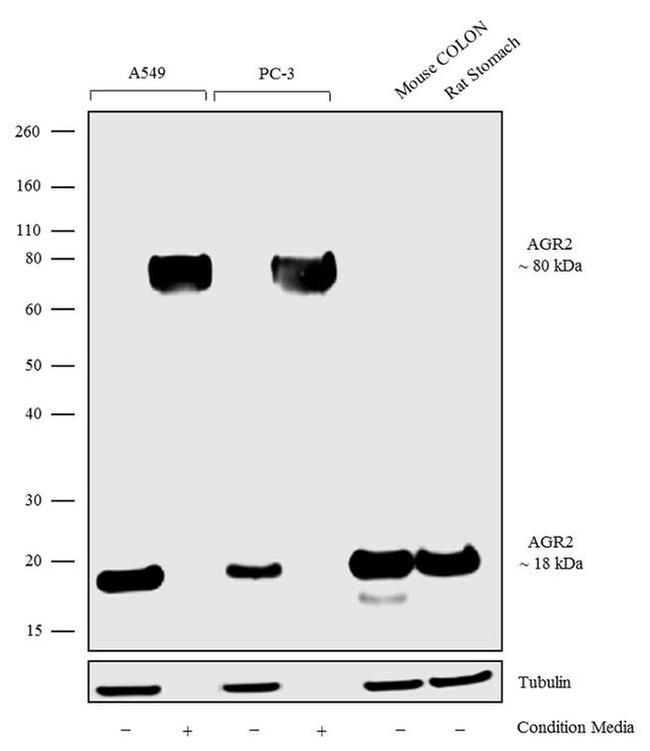 AGR2 Antibody in Western Blot (WB)