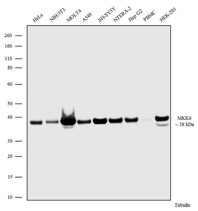 MEK6 Antibody in Western Blot (WB)