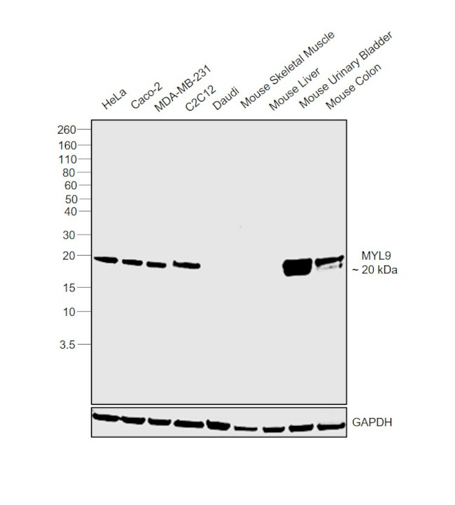 MYL9 Antibody