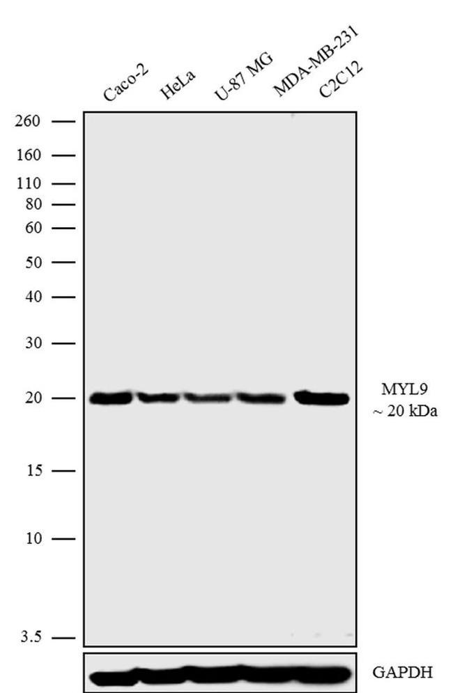 MYL9 Antibody in Western Blot (WB)