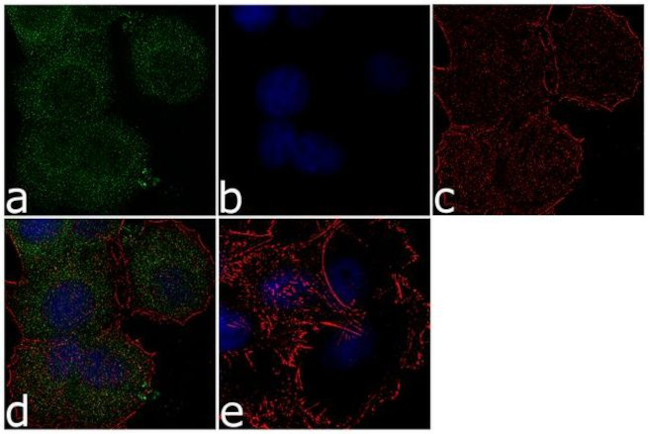 IKK gamma Antibody in Immunocytochemistry (ICC/IF)