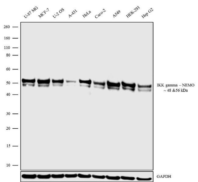 IKK gamma Antibody in Western Blot (WB)