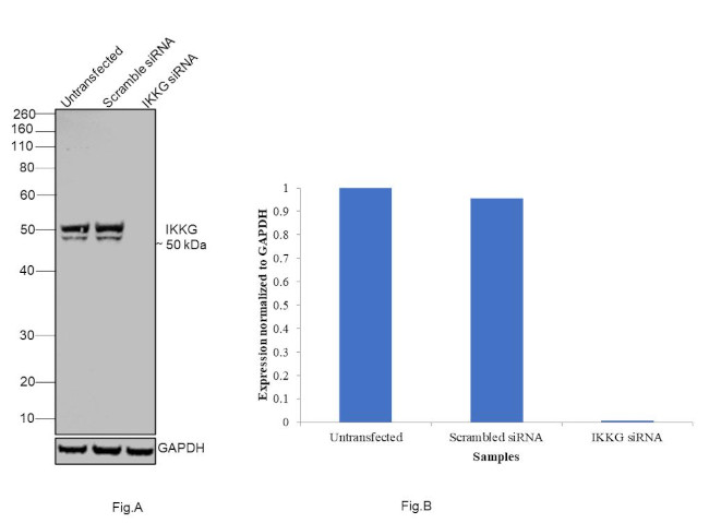 IKK gamma Antibody