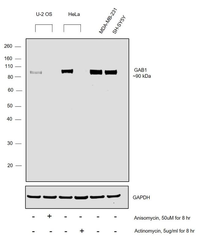 GAB1 Antibody