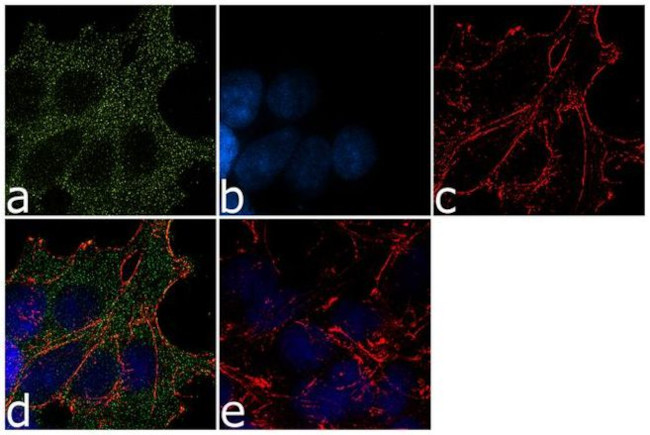 GAB1 Antibody in Immunocytochemistry (ICC/IF)