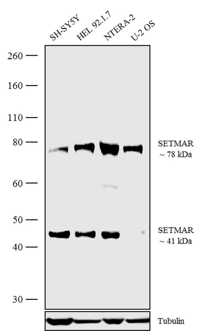 SETMAR Antibody in Western Blot (WB)