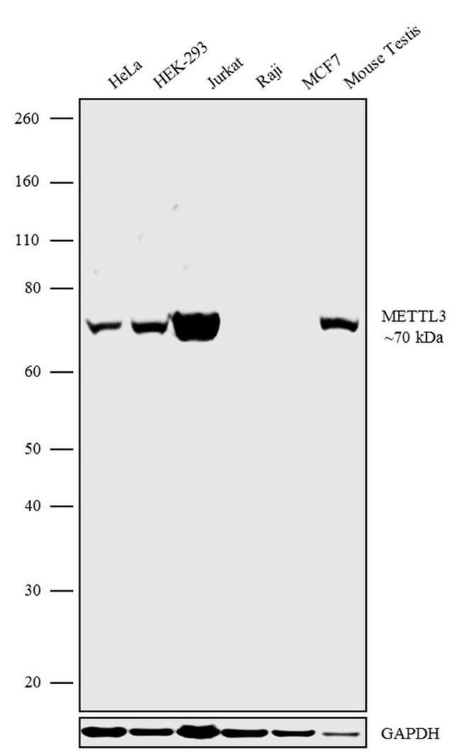 METTL3 Antibody in Western Blot (WB)