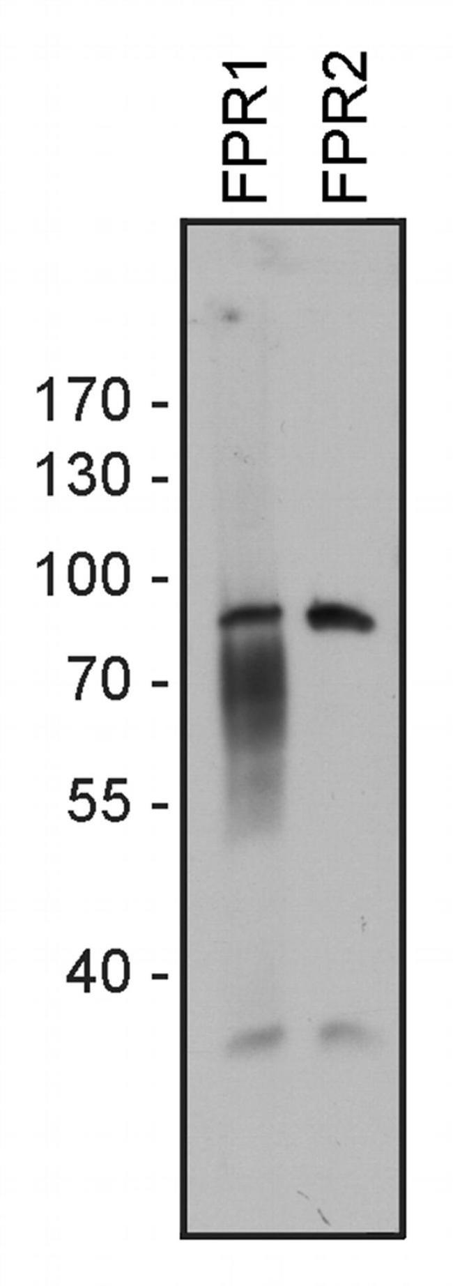FPR1 Antibody in Western Blot (WB)