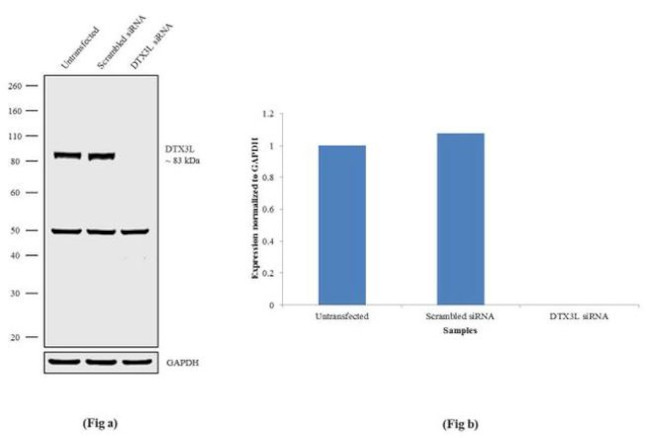 DTX3L Antibody