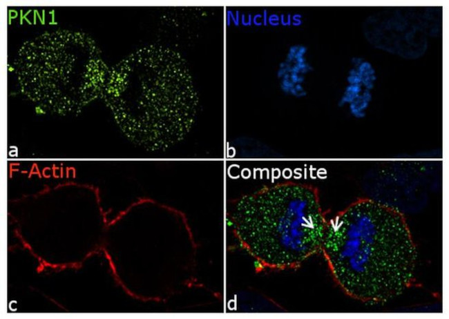 PKN1 Antibody in Immunocytochemistry (ICC/IF)