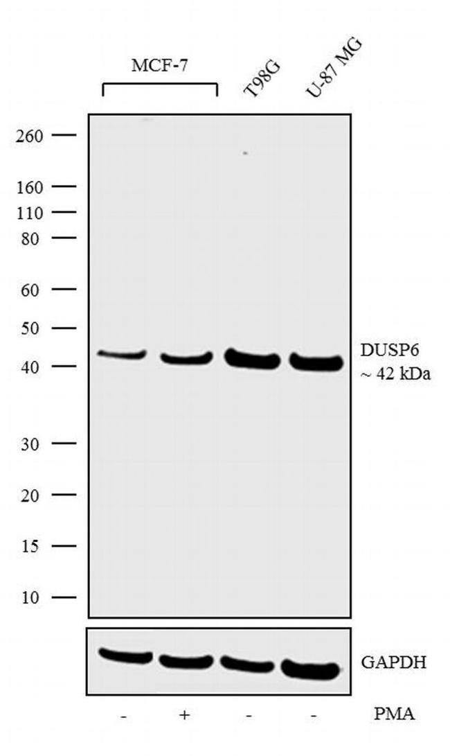 MKP3 Antibody in Western Blot (WB)