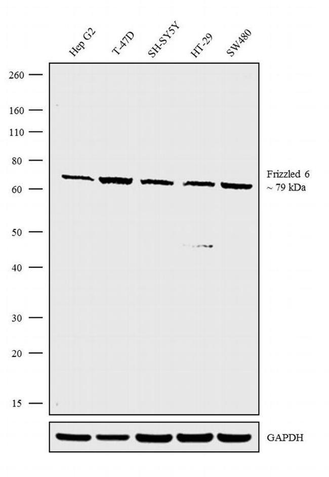 FZD6 Antibody in Western Blot (WB)