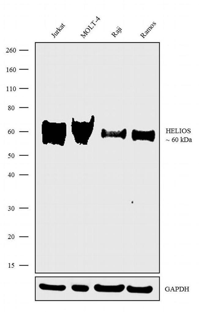 HELIOS Antibody in Western Blot (WB)