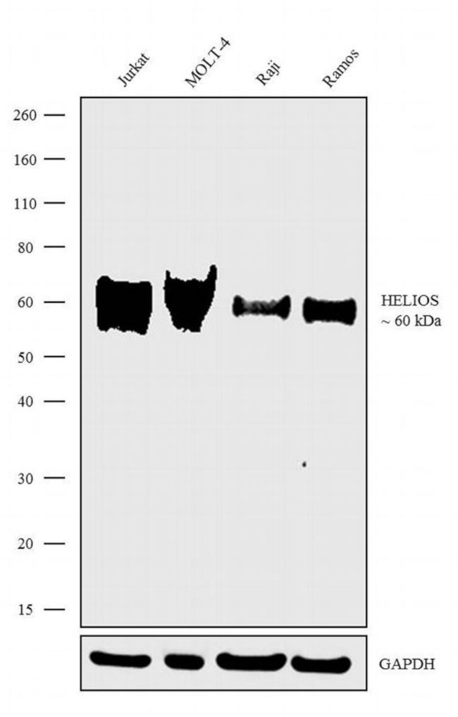 HELIOS Antibody