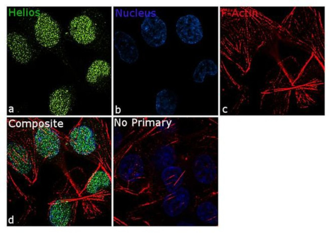 HELIOS Antibody in Immunocytochemistry (ICC/IF)