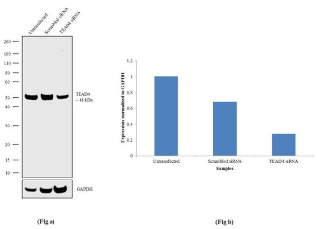 TEAD4 Antibody