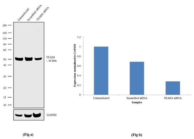 TEAD4 Antibody in Western Blot (WB)