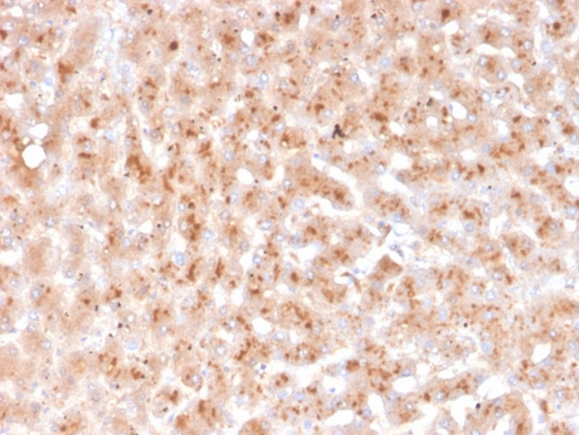 Transthyretin (Prealbumin) Antibody in Immunohistochemistry (Paraffin) (IHC (P))