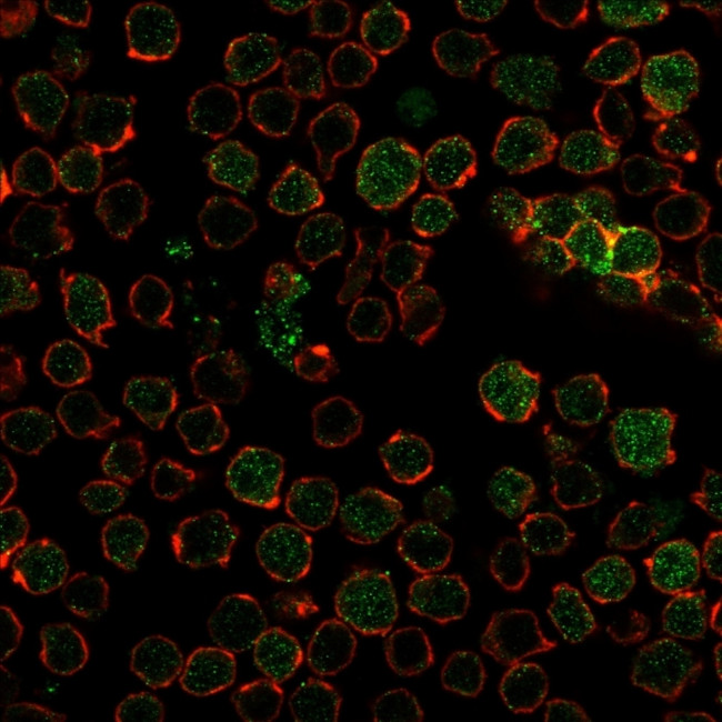 Thymidylate Synthase Antibody in Immunocytochemistry (ICC/IF)