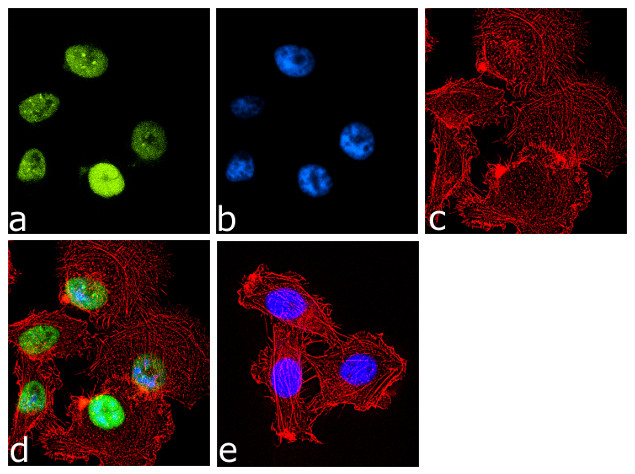 HP1 alpha Antibody in Immunocytochemistry (ICC/IF)