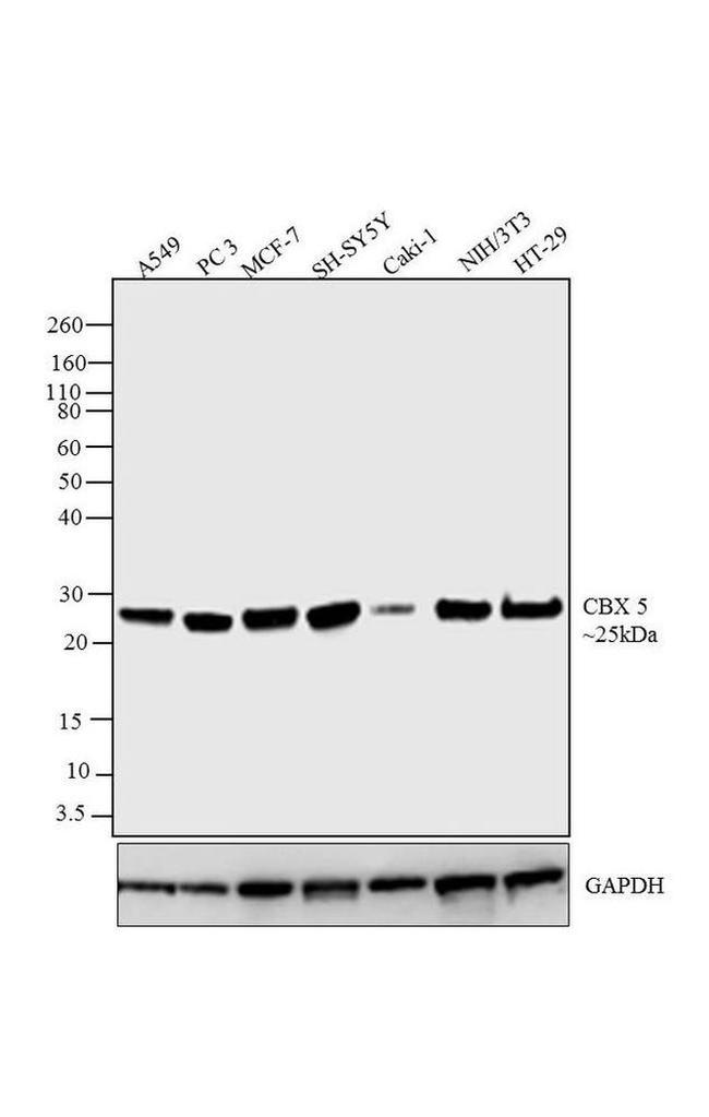 HP1 alpha Antibody in Western Blot (WB)