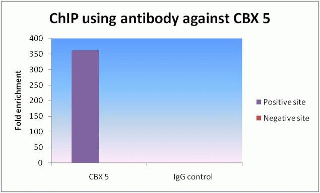 HP1 alpha Antibody in ChIP Assay (ChIP)