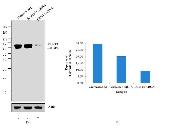 PRMT3 Antibody