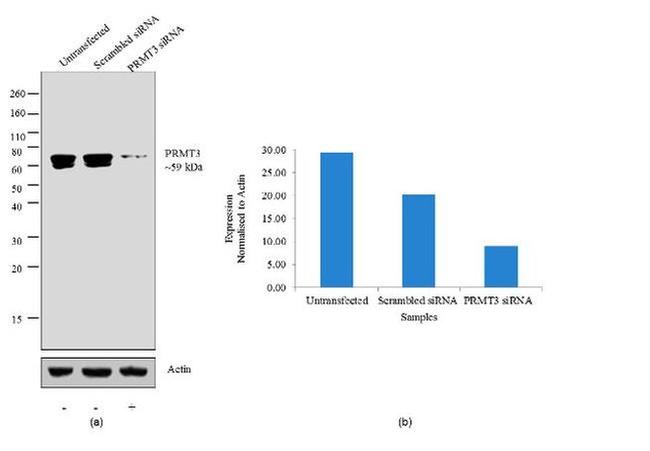 PRMT3 Antibody in Western Blot (WB)