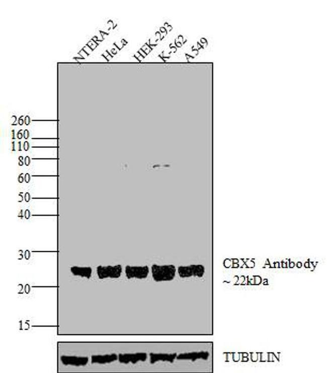 HP1 alpha Antibody in Western Blot (WB)