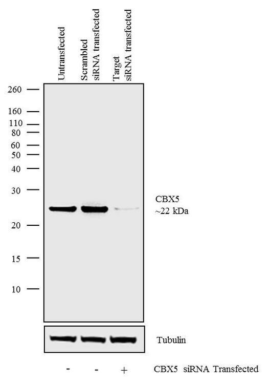 HP1 alpha Antibody