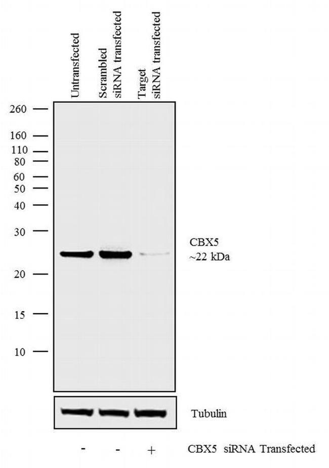 HP1 alpha Antibody in Western Blot (WB)