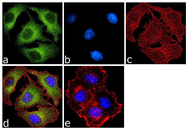 PRMT5 Antibody in Immunocytochemistry (ICC/IF)