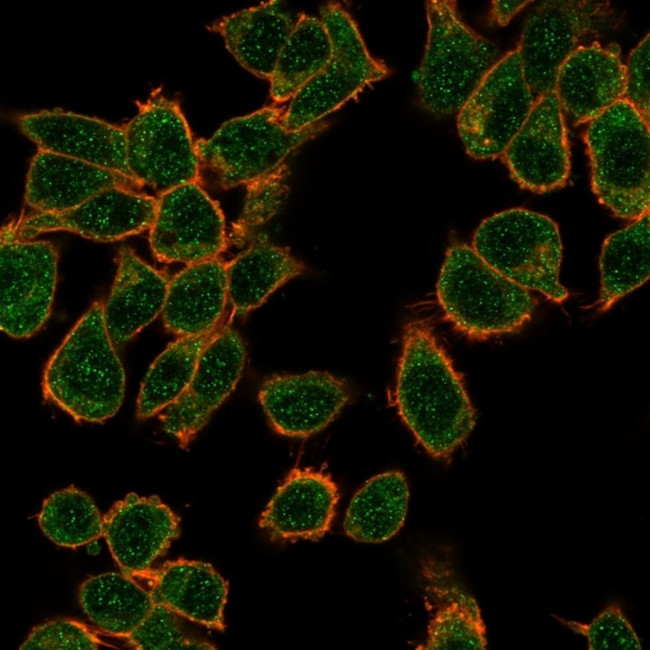 GTF2H2C (Transcription Factor) Antibody in Immunocytochemistry (ICC/IF)