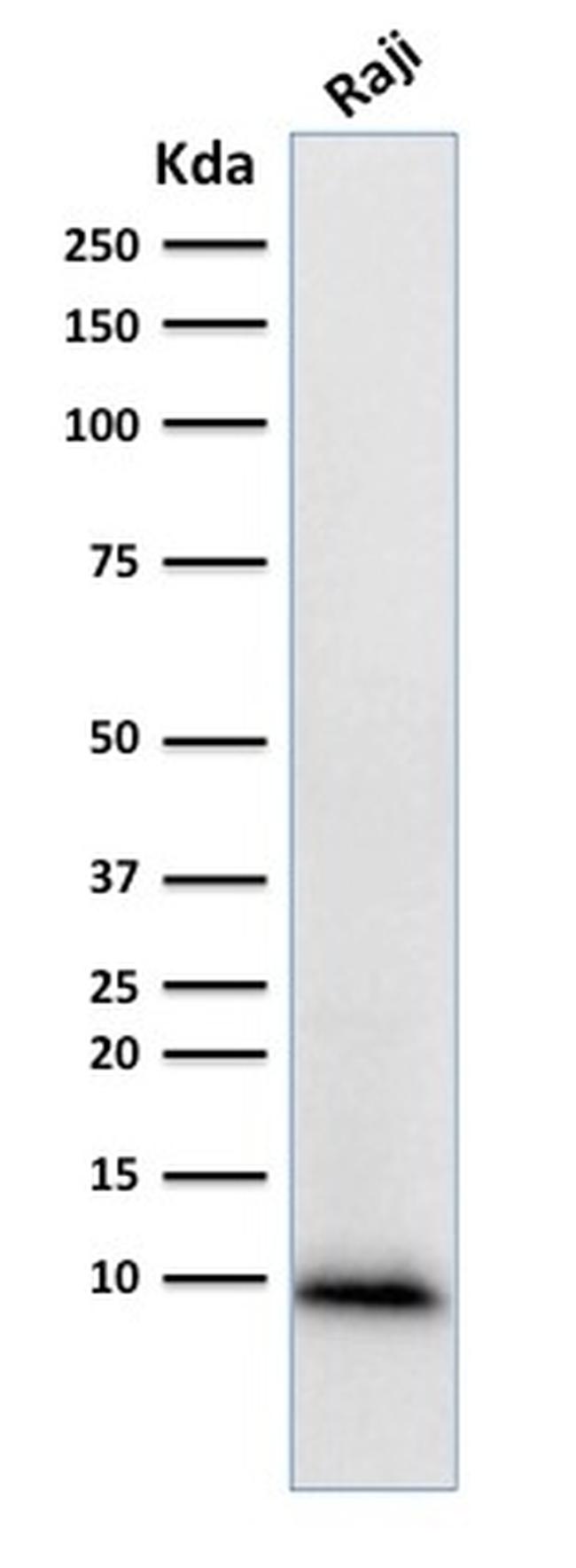 Ubiquitin Antibody in Western Blot (WB)