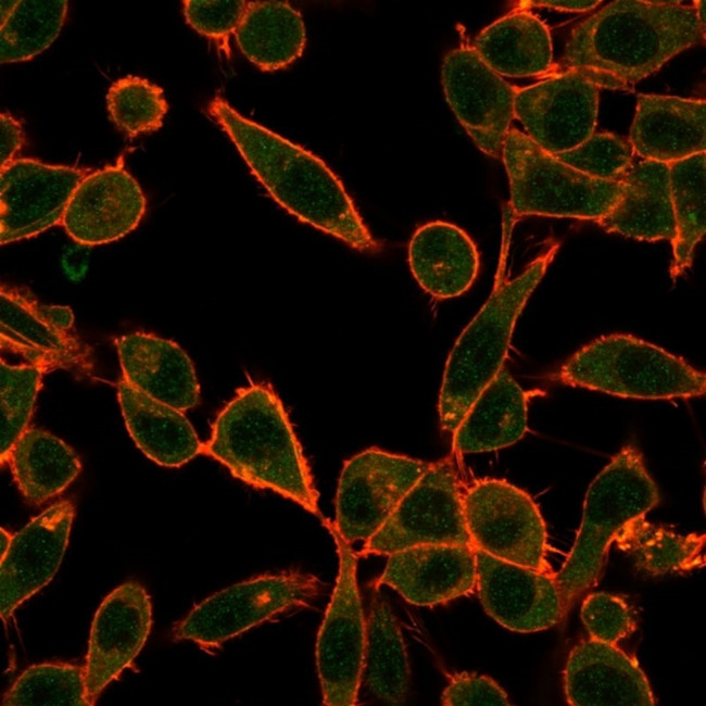 UBE3A/E6-AP Antibody in Immunocytochemistry (ICC/IF)