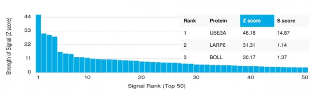 UBE3A/E6-AP Antibody in Peptide array (ARRAY)