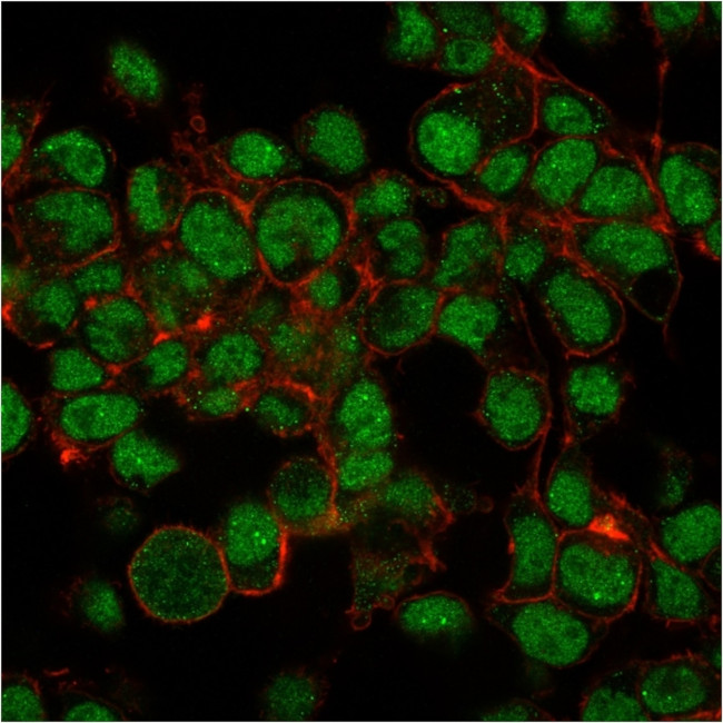 SUMO-1 Antibody in Immunocytochemistry (ICC/IF)