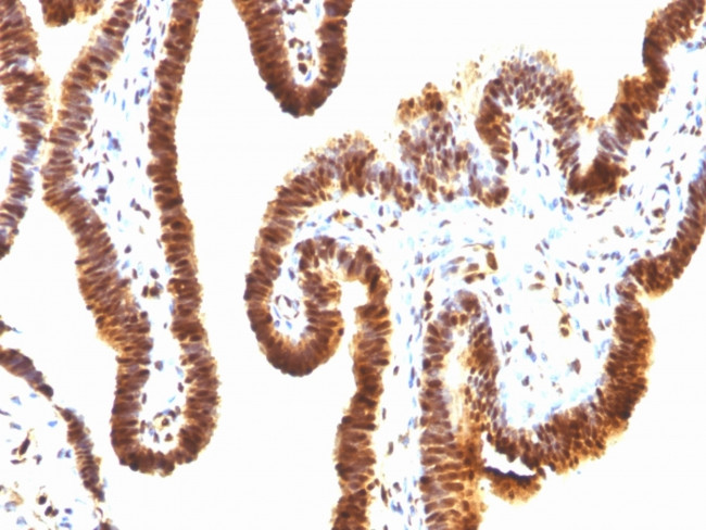 SUMO-1 Antibody in Immunohistochemistry (Paraffin) (IHC (P))