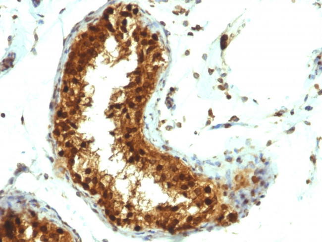 SUMO-1 Antibody in Immunohistochemistry (Paraffin) (IHC (P))