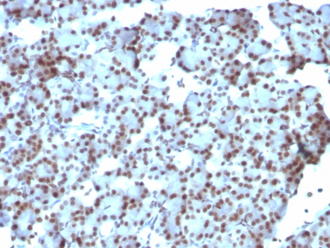 SUMO-1 Antibody in Immunohistochemistry (Paraffin) (IHC (P))