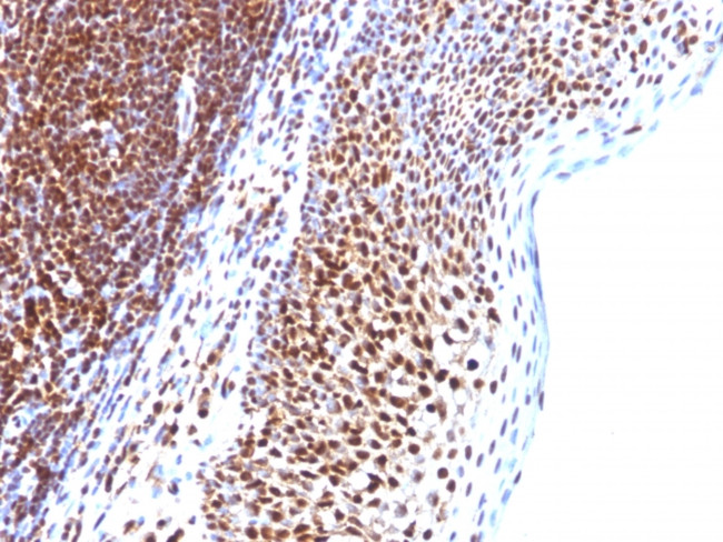 SUMO-1 Antibody in Immunohistochemistry (Paraffin) (IHC (P))