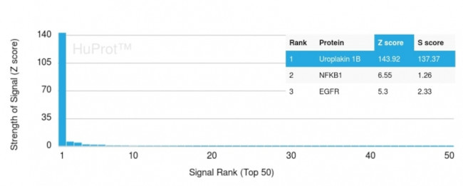 Uroplakin 1B Antibody in Peptide array (ARRAY)