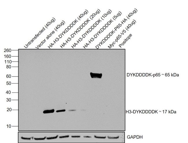 DYKDDDDK Tag Antibody in Western Blot (WB)