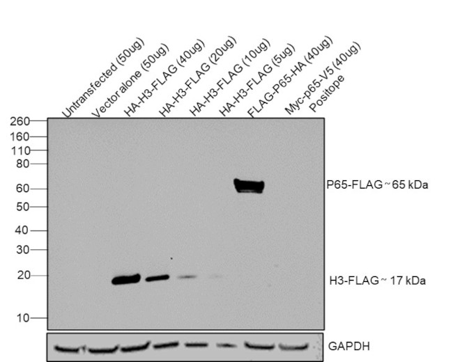 DYKDDDDK Tag Antibody